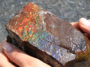 alfossilammonitewaterton.jpg
