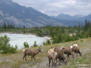 alwildlifejaspernp.jpg