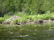 beaverdamompah.jpg