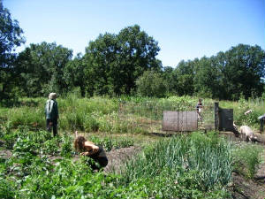 cmnorthernsuncoopgarden.jpg